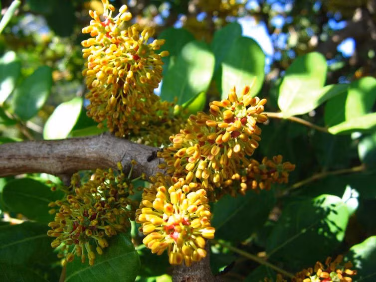 Hoa carob. Khác với những loài hoa kể trên có mùi thối rữa đặc trưng thì hoa carob lại khác biệt với mùi...tinh dịch của đàn ông. Loài hoa này tuy bề ngoài không có gì đặc biệt nhưng khi hoa nở, nó tỏa ra mùi hương rất mạnh, lôi kéo ong bướm và các loài côn trùng khác đến thụ phấn cho cây. Đặc biệt, cây carob còn vừa được dùng làm thức ăn dinh dưỡng, vừa được dùng để làm thuốc.