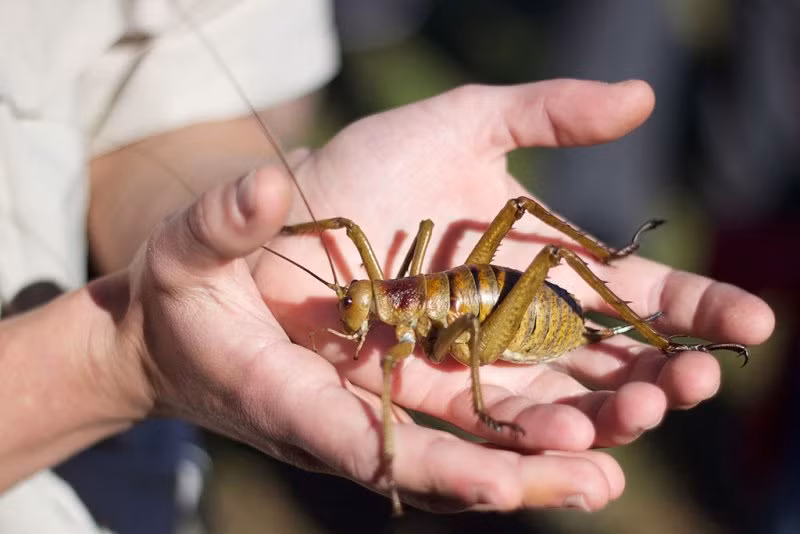 Dế weta lớn là loài sinh vật đặc hữu của New Zealand, có kích thước khổng lồ và nặng trung bình tới 70 gram. Đây là một trong những loài côn trùng nặng nhất thế giới, trọng lượng của nó còn lớn hơn cả một con chim sẻ. Chính vì vậy mà dế weta không thể bay được. Đặc biệt, dế Weta được các nhà sinh vật học xếp vào những loài hung hãn nhất thế giới.