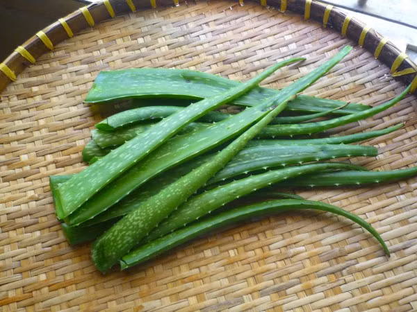 Mặc dù nha đam có nhiều công dụng nhưng nếu ăn một lượng lớn nha đam hoặc dùng trong thời gian dài có thể gây tác dụng không mong muốn như tiêu chảy, bị co thắt bụng, nôn mửa, có hiện tượng tích luỹ và gây rối loạn tiêu hoá.