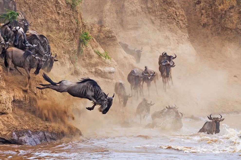 Bức ảnh được chụp ở Kenya tại khu bảo tồn Maasai Mara mô tả quá trình di cư tích cực của một loài linh dương.
