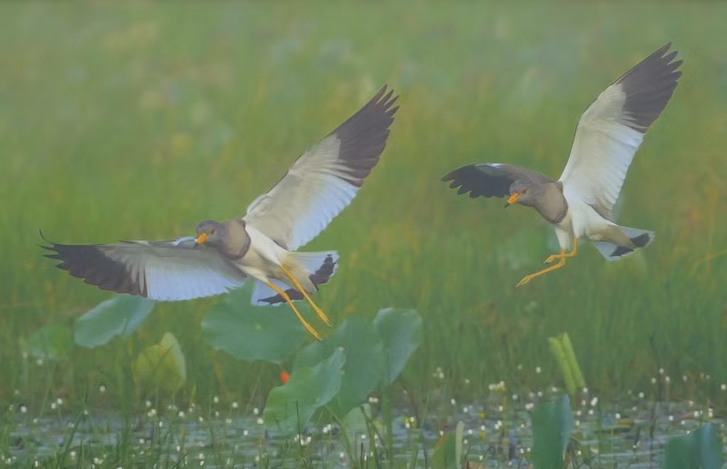 Loài chim này sống trong tự nhiên từ 4-5 năm. 