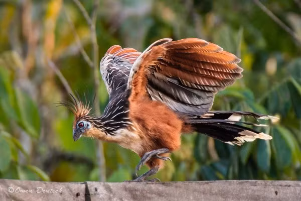 Diều hâu và một số loài chim lớn khác là kẻ thù của gà móng.