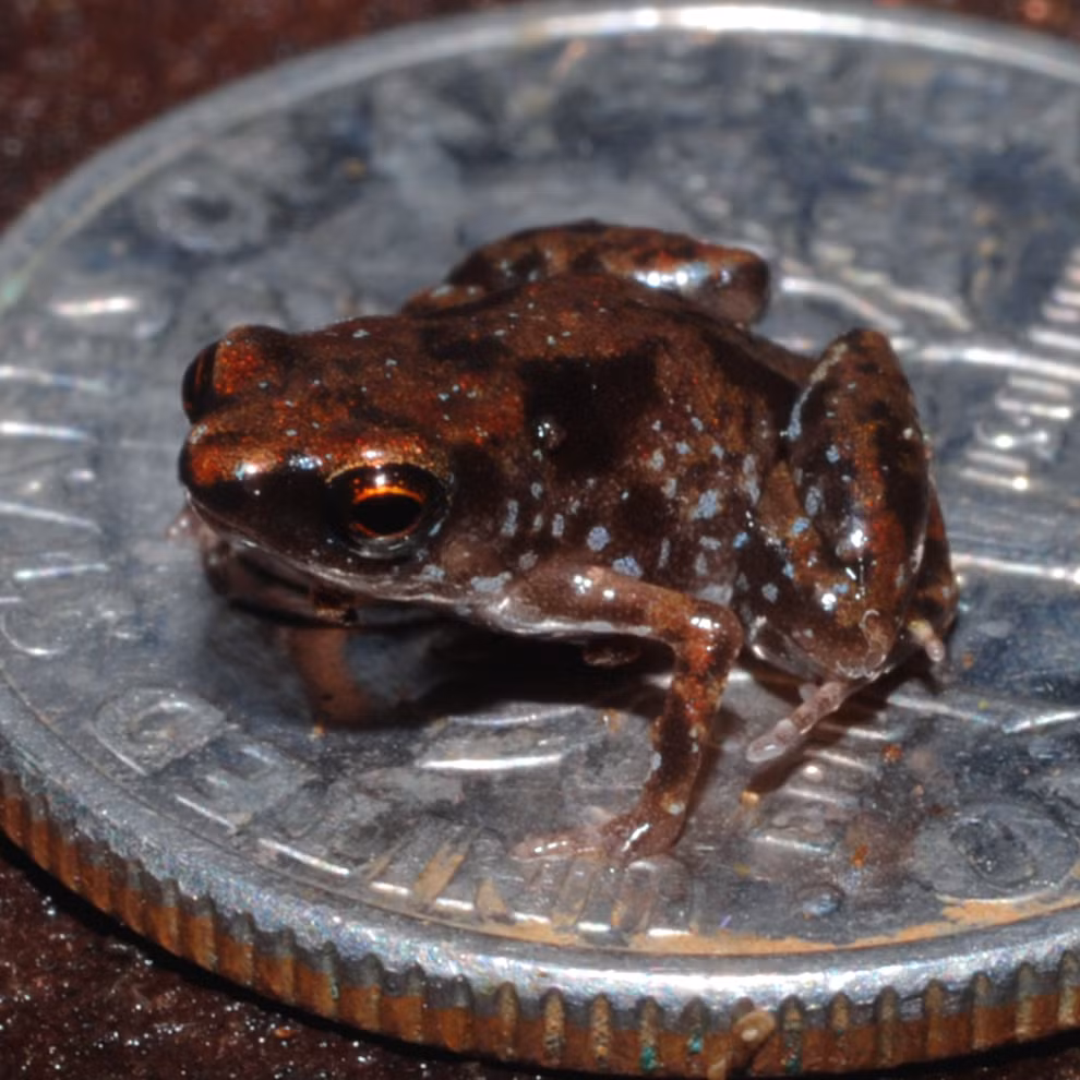 Ếch Paedophryne amauensis Loài ếch này được phát hiện lần đầu tiên vào tháng 8/2009 ở Papua New Guinea. Ếch Paedophryne amauensis có cơ thể nhỏ hơn cả đồng xu, trở thành động vật có xương sống nhỏ nhất thế giới, nổi bật với da màu nâu vàng đậm.