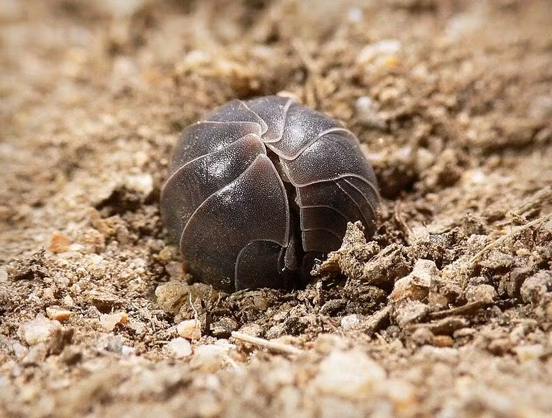  Sâu đá. Sâu đá cũng là một trong những động vật có máu màu xanh. Nó sống trên lớp mùn, lá mục và ăn lá cây. Kkhi gặp nguy hiểm như có vật gì chạm vào, nó sẽ cuộn tròn mình giống như hạt nhãn to và tiết ra một chất có mùi hôi để tự vệ.