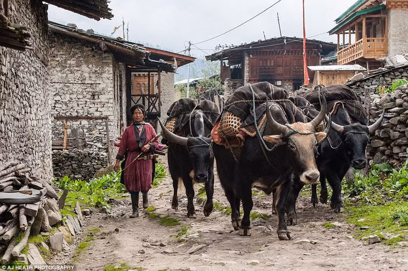 Bộ lạc Brokpa sống ở nơi vô cũng hẻo lánh. Để đến được ngôi làng đầu tiên của họ, du khách phải đi bộ thêm 5 tiếng đồng hồ sau một chặng đường dài bằng xe cơ giới.