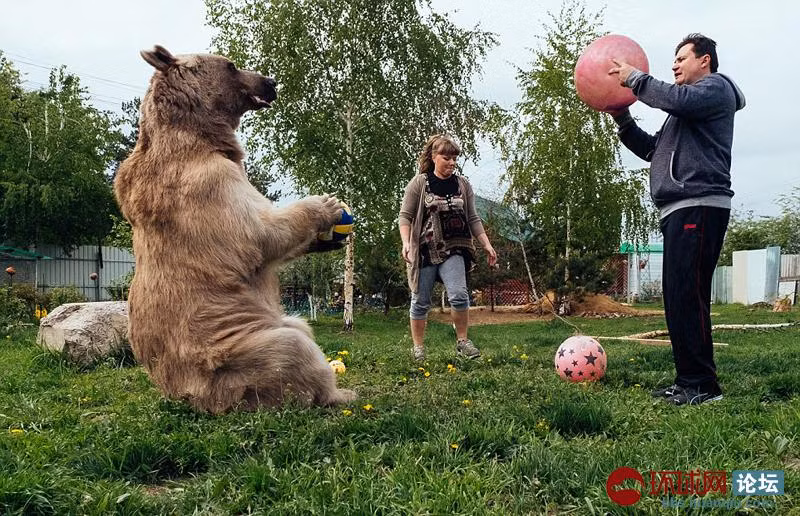 Mặc dù Stepan một ngày ăn 25 kg cá, rau và trứng, nhưng chú gấu cũng giúp đỡ cặp vợ chồng làm việc nhà, ví dụ, tưới nước cho vườn hoa.