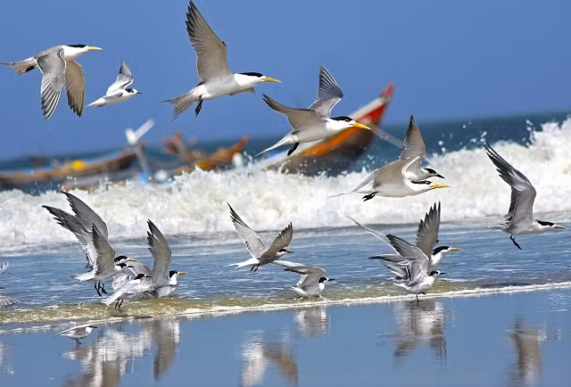Vì vậy mà những người đi biển thường xem chim hải âu bay thể hiện để đoán thời tiết. Khi nghe chúng kêu réo inh ỏi, bay hàng đàn trên đầu kiếm chỗ ẩn náu, là có thể bão giông sắp kéo đến.