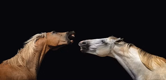 Một phút đối đầu giữa hai chú ngựa nâu và trắng.
