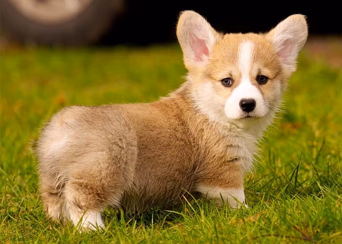  Chó. Chó là động vật thân thiết gắn bó từ rất lâu đời với con người và là “người bạn” vô cùng trung thành của con người. Theo quan niệm tâm linh của một số dân tộc, đây là loài vật đem đến những điều may mắn, mang đến thuận lợi và nhiều niềm vui. Nhiều gia đình đặt tượng chó ở trước cửa cổng và hướng ra ngoài để trấn an, mang lại điều may mắn và tốt lành cho nhà.