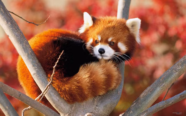  Gấu trúc đỏ. Gấu trúc đỏ còn được gọi là cáo lửa. Đây là động vật ăn đêm nổi tiếng trong giới tự nhiên, chỉ xuống mặt đất vào ban đêm để tìm kiếm thức ăn. Gấu trúc đỏ là động vật có vú ăn cỏ, đặc biệt là ăn lá tre. Tập tính hoạt động về đêm giúp nó tránh được các mối nguy hiểm và nguy cơ tấn công từ những kẻ săn mồi.