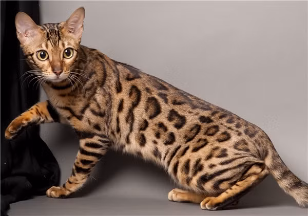Mèo Savannah. Mèo Savannah là một trong những loài mèo có giá đắt đỏ nhất hành tinh. Đây cũng là loài vật săn mồi rất tốt về đêm. Mèo Savannah còn rất trung thành và sự trung thành của nó thường được so sánh với loài chó.