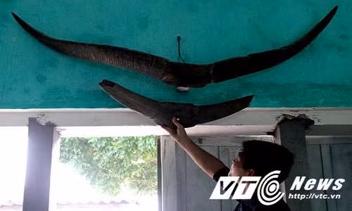 Cặp sừng quá khổng lồ so với sừng trâu thường