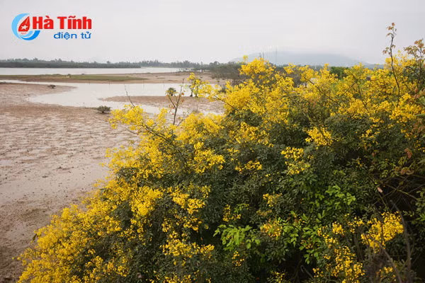 Hương hoa thu hút sự chú ý của các loài ong, bướm.