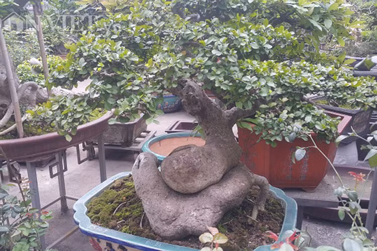 Cây duối bon sai nói trên hiện đang thuộc quyền sở hữu của ông Nguyễn Ngọc Sơn ở phường Minh Khai, TP Phủ Lý (Hà Nam). Hiện, cây kiểng có dáng cực đẹp này đang được nhiều đại gia ở một số tỉnh chú ý và đến thăm xem cây và hỏi mua.