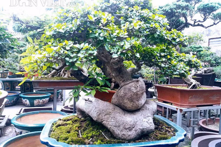 “Mua được cây cũng tốn kém không ít cả về tiền bạc lẫn nhiều thời gian, công sức" - ông Sơn nhớ lại.