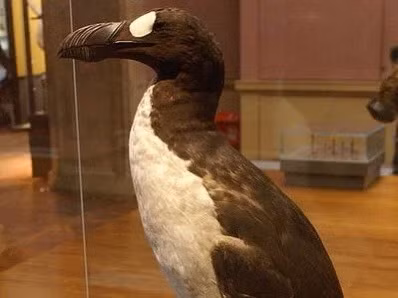 Great Auk đã tuyệt chủng vào giữa thế kỷ 19. Chúng sống ở Bắc Đại Tây Dương từ Bắc Tây Ban Nha qua Canada. Sự tuyệt chủng của chúng bắt nguồn từ những thay đổi khí hậu trong Kỷ băng hà nhỏ đã đưa gấu Bắc Cực săn mồi vào lãnh thổ của chúng và sự săn bắt của con người. Nguồn: Mike Pennington/WikiMedia Commons.
