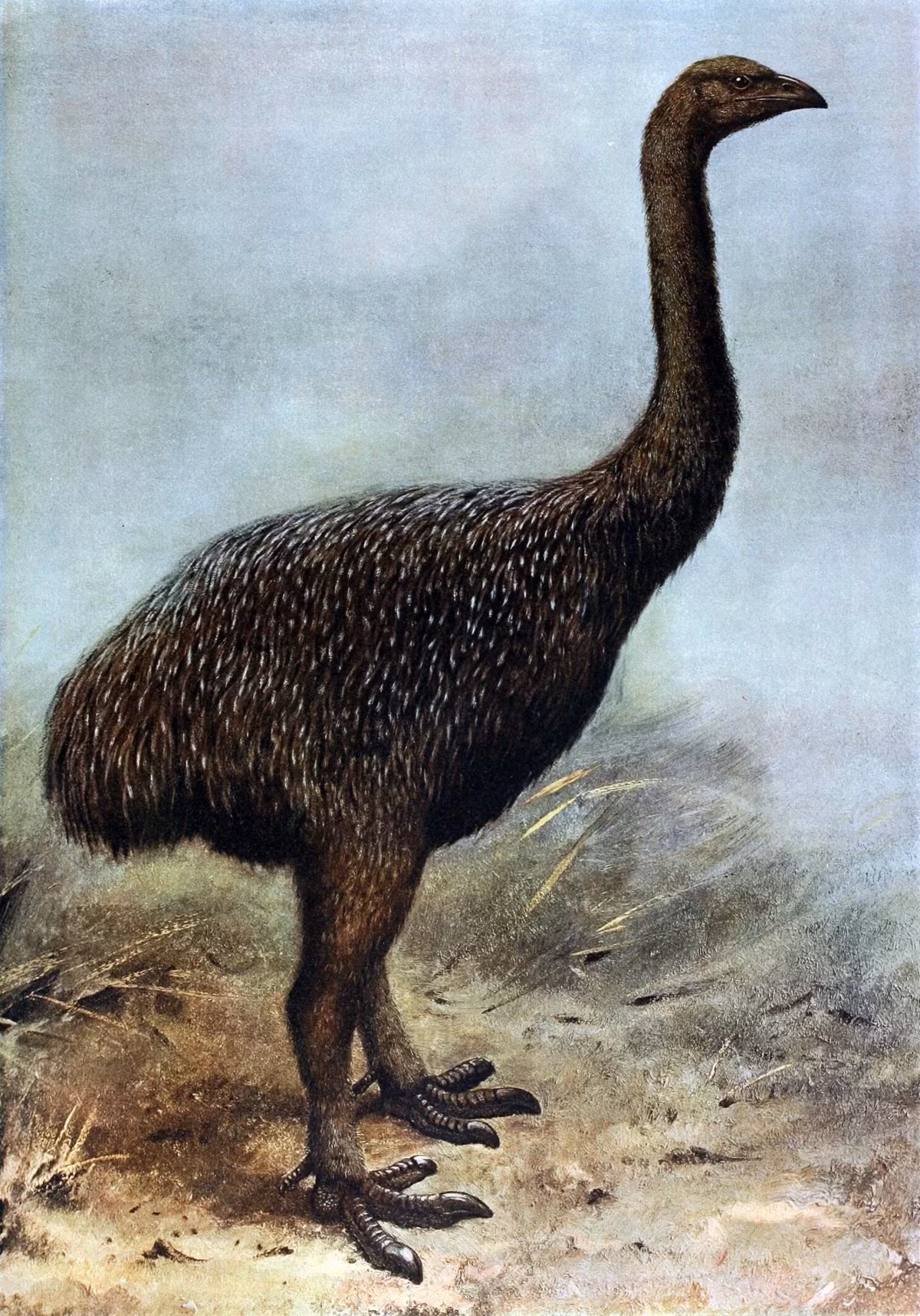Moa là một loài chim khổng lồ không biết bay đến từ New Zealand, cao khoảng 3,6m, nặng khoảng 227kg. Người Maori săn bắt quá mức dẫn đến tuyệt chủng. Nguồn: Fritz Geller-Grimm/WikiMedia Commons.