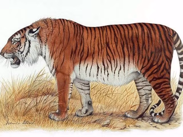 Hổ Caspi sống trong thời kỳ sơ khai, được tìm thấy ở Thổ Nhĩ Kỳ và phần lớn các nước Trung Á, nhưng chúng là loài động vật tuyệt chủng vào những năm 1960. Nguồn: Heptner và Sudskiy 1972.