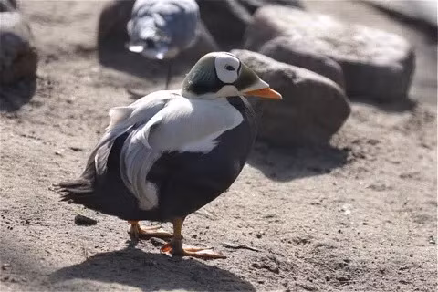 Spectacled Eider, một loài chim biển Bắc Cực, có ngoại hình ngộ nghĩnh như đang đeo kính. Vào mùa đông loài này ăn động vật thân mềm, nhưng khi mùa hè đến chúng lại ăn cỏ và quả mọng. Nguồn: Manuela Schewe-Behnisch/Eveem/Getty Images.