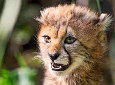 Big Cats, những con mèo lớn chưa được thuần hóa giống như một phiên bản thú cưng, tuy nhiên loài này là một mối đe dọa thường xuyên đối với những người đi bộ đường dài và trẻ nhỏ tại Mỹ. Nguồn: Tambako the Jaguar/Flickr/CC BY-ND 2.0.