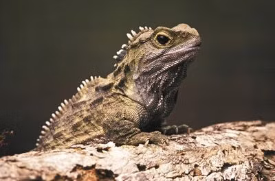 Tuatara là một loài bò sát giống thằn lằn, đây được coi là hóa thạch sống bởi nó là loài duy nhất còn sống sót của một họ bò sát sống cách đây khoảng 200 triệu năm. Loài Tuatara hiện nay có thể sống tới hơn 100 năm. Nguồn: Kevin Schafer/Getty Images