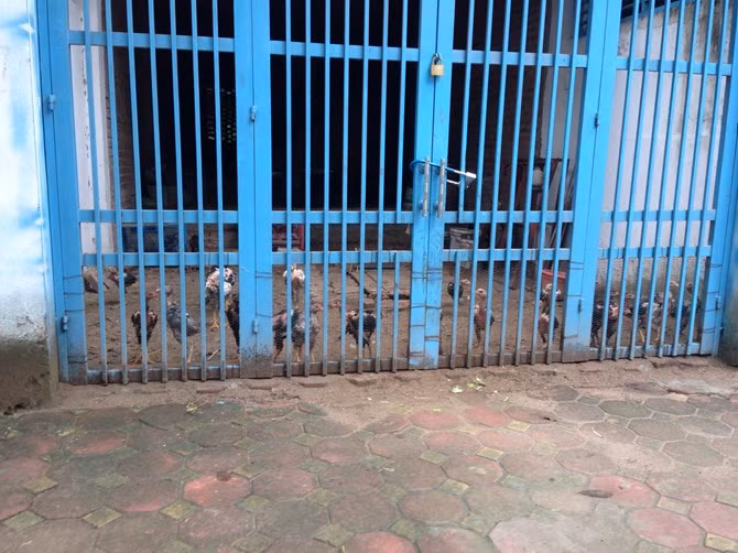 Nhiều nhà liền kề, biệt thự triệu USD bỏ hoang này hiện được dùng làm nơi để nuôi thả gà.