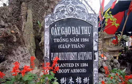 Đây là tấm bia chứng nhận cây gạo 700 năm tuổi là cây di sản Việt Nam ở Hải Phòng. Tuy nhiên phần chữ Tiếng Anh bên dưới người dịch lại dịch sai “Cây gạo đại thụ” thành “Plant rice university acceptance”; “Giáp thân” thành “Body Armor”.