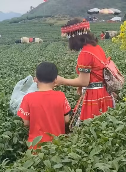 Mới đây một đoạn clip TikTok ghi lại cảnh một người phụ nữ trong trang phục dân tộc thẳng tay vặt sạch ngọn chè trên đồi chè bỏ túi ni lông để mang về khiến cư dân mạng hết sức bất bình.