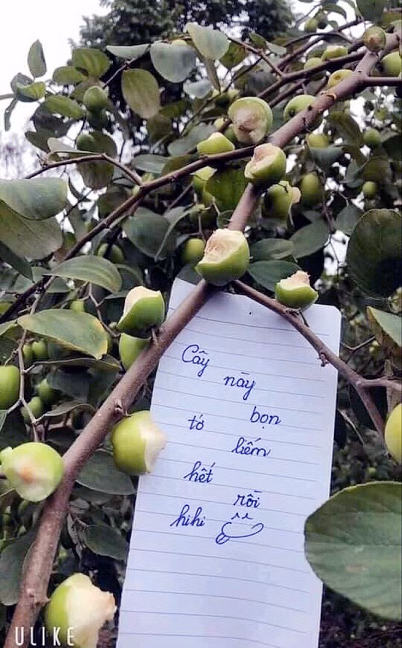 Một vườn táo ở Hà Nội đã từng bị nhiều bạn trẻ cắn dở ngay khi còn đang ở trên cây. Thậm chí, những người này còn để lại tờ giấy với nội dung "Cây này bọn tớ liếm hết rồi" như để khoe chiến tích của mình.