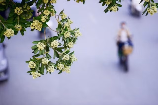 Moi tinh tuoi doi muoi cua nha tho Nguyen Phan Hach trong “Hoa sua“-Hinh-5