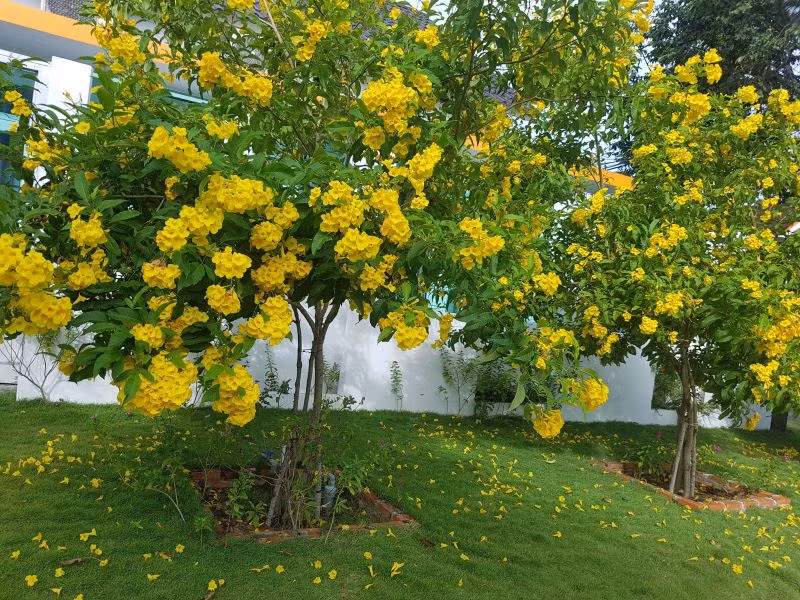 Có một loài hoa đẹp cũng giống hoa kèn thiên thần, là hoa chuông vàng. Hoa hiện nay được trồng khá phổ biến.