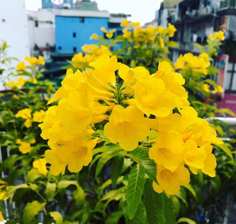 Cây có hoa màu vàng rực rỡ, hình chiếc chuông. Đặc biệt, khi vào mùa hoa, lá cây rụng hết để phô một bó đuốc vàng rực rỡ.