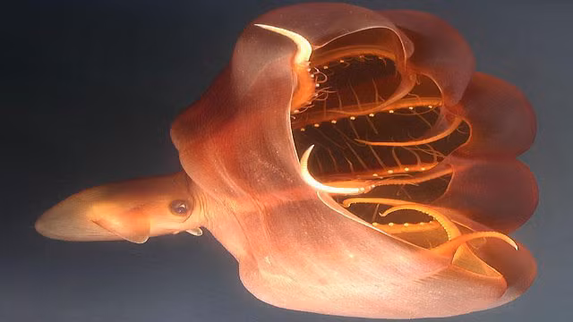 Vampire Squid hay có thể dịch ra là "mực ma cà rồng" sống ở độ sâu khoảng 2km và đặc biệt đoạn đầu những xúc tua của chúng cứng như móng vuốt.