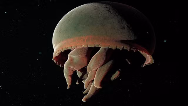 Big Red Jellyfish là một loài sứa có thể có độ dài lên tới một mét. Loài vật này sống ở độ sâu khoảng 2km dưới lòng biển và với cấu tạo cơ thể của chúng, các nhà khoa học cho rằng chúng vẫn có khả năng sống được ở những nơi có độ sâu hàng... chục nghìn mét.