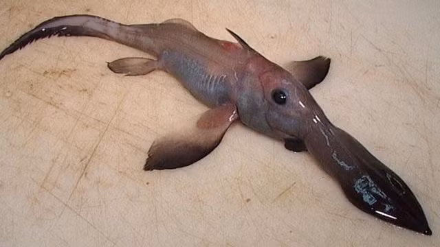 Chimaera hay còn gọi là cá mập ma được tìm thấy ở độ sâu từ 50 mét cho tới hàng nghìn mét. Đây là loài động vật săn mồi dưới lòng đại dương và với phạm vi hoạt động rộng lớn như vậy các nhà khoa học cho rằng đáng lẽ ra số lượng của chúng phải rất lớn chứ không thể đứng bên bờ tuyệt chủng như hiện nay được.