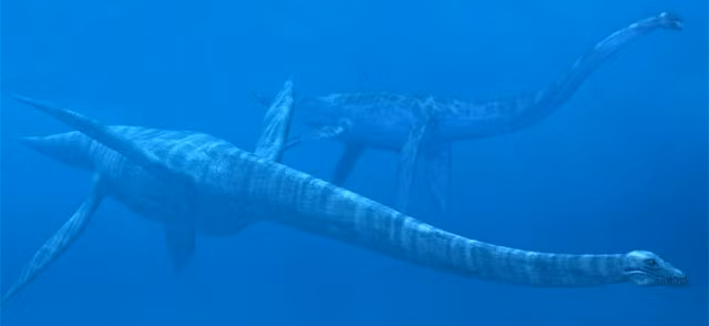 Mauisaurus là loài "khủng long cổ dài" của đại dương. Chúng có độ dài lên tới 15 mét trong đó kích thước của cái cổ chiếm tới gần 2/3. Đây cũng là loài quái vật biển hiếm hoi được cho là "ăn chay" chứ không ăn thịt.