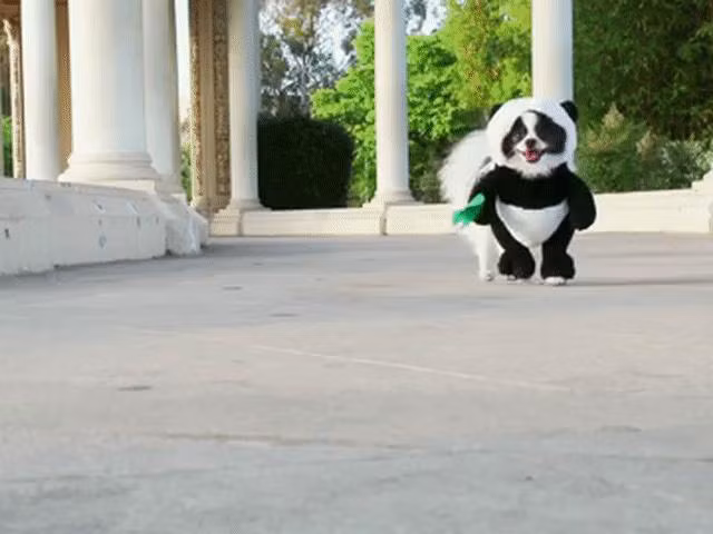 Hội "con sen lầm lối" mỗi ngày đều chia sẻ hàng loạt hình ảnh hài hước và đáng yêu lên các diễn đàn thú cưng.