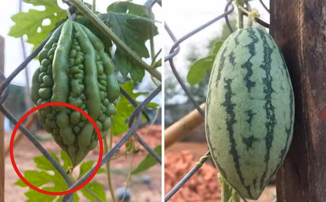 Trước đó, trên MXH xuất hiện bài đăng của một chàng trai gây ra không ít tranh cãi . Cô khoe cây khổ qua nhà mình đang ra quả bình thường thì bỗng ở đâu mọc lên… một trái dưa hấu với kích thước gần y hệt??!