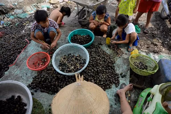 Lương Vũ Linh (áo kẻ) năm nay 12 tuổi nhưng mới học lớp 1. Ở độ tuổi lẽ ra tới trường học thì Linh ở nhà luộc và khều ốc giúp bố mẹ. Khều mỗi kg thịt ốc, em được trả công 3.000 đồng. Bây giờ về nhà, rới cặp sách là Linh vẫn nhể ốc, xếp rau cho mẹ đi bán.