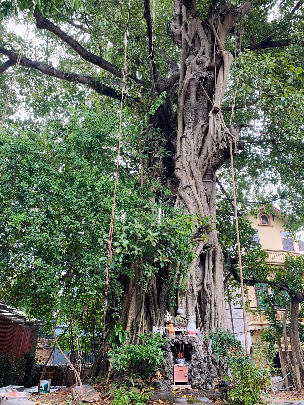 Từ ngoài vào, tam quan nhà chùa nằm ngay dưới tán cây đa cổ thụ 400 năm tuổi, thân lớn nhiều người ôm, tán lá xum xuê tạo cho khu chùa Mía một cảnh yên tĩnh mát mẻ và linh thiêng. 
