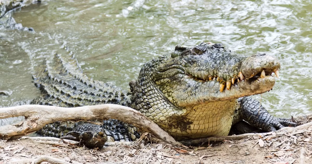 10. Tuy nhiên, không phải mọi động vật có lực cắn lớn đều khổng lồ và có răng nhọn. Một số loài thậm chí không phải động vật ăn thịt. Chim sẻ đất lớn Galapagos (Geospiza magnirostris) có lực cắn mạnh nhất so với kích thước, theo nghiên cứu năm 2019 trên tạp chí Proceedings of the Royal Society B.