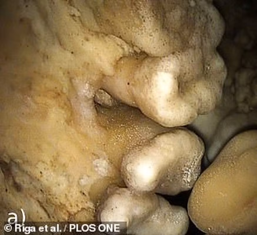 Nghiên cứu năm 2016 dựa vào phân tích ADN xương vai đã xác định Altamura Man là người Neanderthal sống cách đây 130.000 - 172.000 năm. Nhóm nghiên cứu của Moggi-Cecchi phát hiện thêm một số thông tin về hàm răng của người này dựa vào ảnh chụp, video và ảnh X-quang.