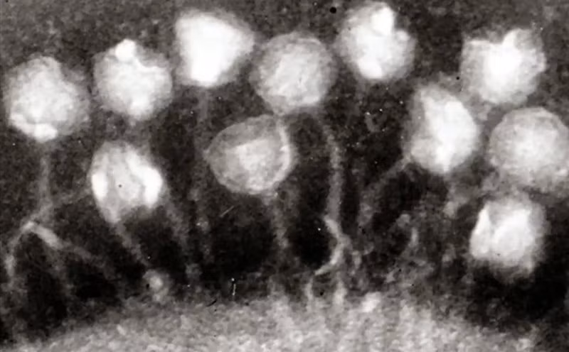 Các nhà nghiên cứu đã đem xác virus cổ đại này về phòng thí nghiệm và thử hồi sinh nó. Thật kinh ngạc, các thây ma bé nhỏ này không những sống lại mà nhanh chóng hoạt động y như chưa từng trải qua hàng chục ngàn năm trong mộ băng.