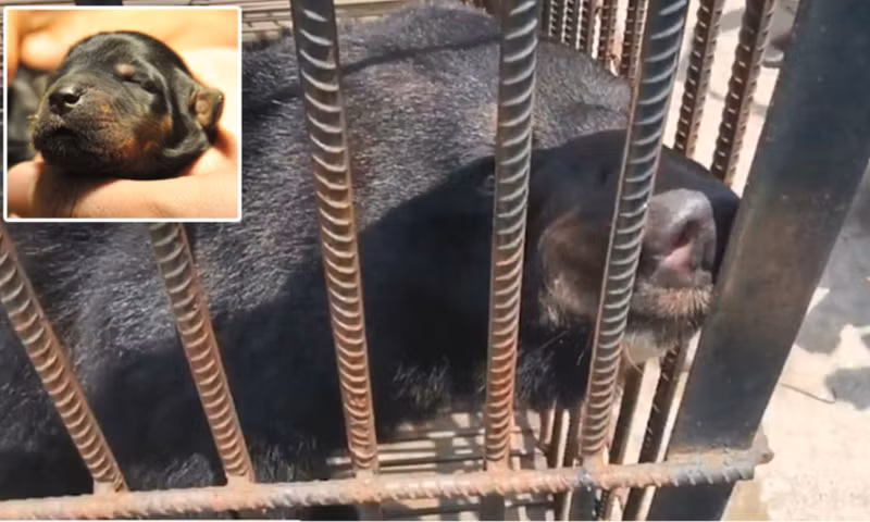 Chú "chó ngao Tây Tạng" này được cô Su Yun mua trong lúc đi du lịch cùng gia đình. Lúc đó vì thấy chú có bộ lông xù, vô cùng đáng yêu nên cô đã quyết định đem về nhà nuôi. (Ảnh: Daily mail)