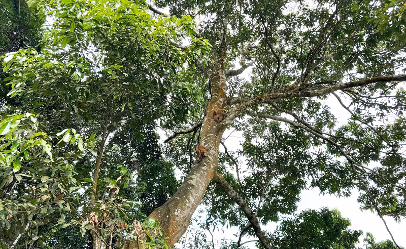 Chúng được phát hiện lần đầu vào năm 2019 thông qua bẫy ảnh.