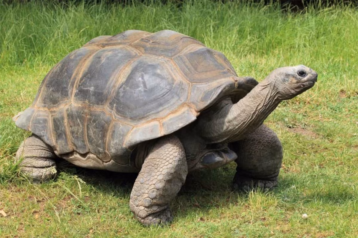 4. Rùa khổng lồ Aldabra. Rùa khổng lồ Aldabra được ghi nhận sống tới 255 tuổi.