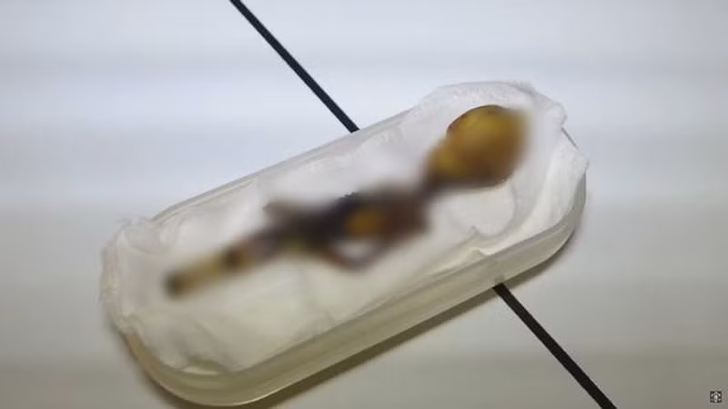 Mặc dù vậy các nhà khoa học cũng không thể đưa ra các kết luận chi tiết hơn vì trong tay họ chỉ có duy nhất một mẫu vật nên họ không thể tiến hành giải phẫu được.