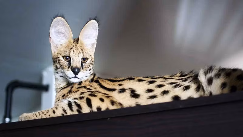 4. Mèo Savannah là một trong những loài mèo có giá đắt đỏ nhất hành tinh. Đây cũng là loài vật săn mồi rất tốt về đêm.