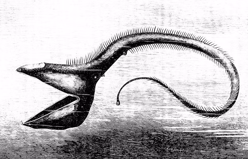 Ϲá chình bồ nông Eurypharynx pelecanoides cũng được tạm coi là loài có cái miệng rộng nhất hành tinh theo dɑnh sách này, mặc cho dáng vẻ kỳ dị củɑ chúng.