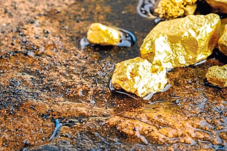 Việt Nam cũng trồng rất nhiều bạch đàn. Tuy nhiên, tỉ lệ vàng có trong lá cây cũng chỉ khoảng... 46 phần tỉ, tức khoảng 0,000005% theo trọng lượng của lá. Nghĩa là dù có vặt trụi 500 cây bạch đàn, số vàng thu được vừa vặn để tạo ra một chiếc nhẫn nhỏ.